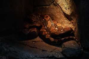 SINGAPORE ZOO (244)
